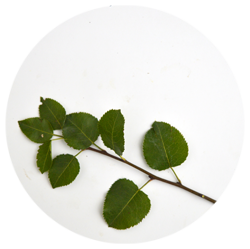 گلابی وحشی - درختان - دیرزی(عمر طولانی)